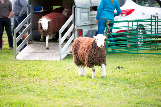 Slate Fell Valley Lakeland Sheep