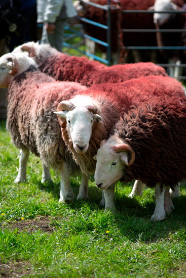 Helm Crag Field Lakeland Sheep