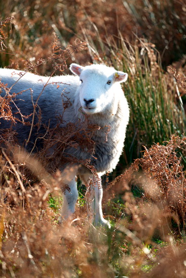 Irthington Valley Lakeland Sheep - Lakeland Photos - Art Prints Irthington Valley Lakeland Sheep