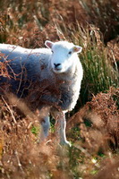 Rossett Pike, Angletarn Pikes, Herdwick, Colby, Crosby Garrett, Barrow, Brigsteer, Herdwick Sheep Oil Pastels, Johnby, Herdwick Sheep Acrylic Paintings, Wetheral, Herdwick Drawings, Muncaster Fell, Herdies, Herdwick Sheep Oil Painting, Bootle, Lakeland Herdy Artworks, Herdwick Sheep Art, Blea Rigg, Grange Fell, Isel, Nethermost Pike, Santon Bridge, Milburn, Banks, Herdy Sketches, Herdy Sketch, Herdy, Grange-Over-Sands, Great Dodd,  Lake District, Cumbria.