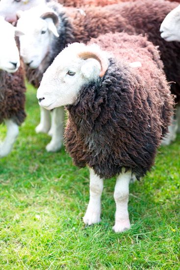 Haverigg Valley Lake district Sheep