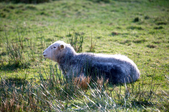 Skelton Field Herdwick