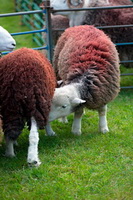 Herdwick Sheep Acrylic Paintings, Haverigg, Burgh by Sands, Dow Crag, Lamplugh, Newbiggin (Brampton), Outerside, Lakeland Herdy Artworks, Herdwick Sheep Oil Pastels, Herdwick Sheep Oil Painting, Causey Pike, Herdwick Artwork, Bowscale, Herdy Sheep Artist, Great Broughton, Spark Bridge, Thunacar Knott, Herdy Wall Art, Herdwick Sheep Sketch, Aikton, Herdwick, Esk Pike, Herdy, Troutbeck Tongue, Haystacks, Great Cockup, Thornthwaite, Scar Crags,  Lake District, Cumbria.