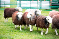 Skelton, Glaramara, Grayrigg, Meal Fell, Allonby, Herdwick Artwork, Ousby, High Spy, Hard Knott, Bootle, Lakeland Sheep, Sallows, Herdwick Sketches, Kirkbampton, Herdwick Sheep Art, Middle Dodd, Herdwick Sheep Oil Painting, Herdwick Art Studio, Eel Crag (Crag Hill), Raise, Herdwick, Herdwick, Biggar, Herdwick Sheep Oil Pastels, The Nab, Workington, Great Dodd, Dockray,  Lake District, Cumbria.