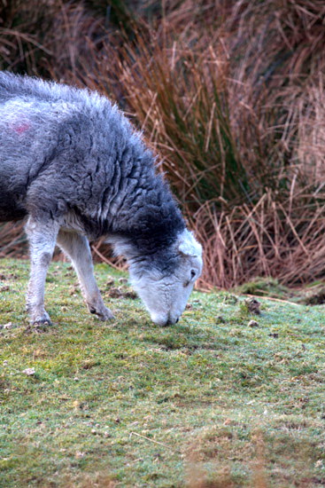 Thunacar Knott Farm Lakeland Sheep