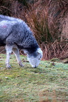 Leasgill, High Hartsop Dodd, Castle Carrock, Hincaster, Mixed-Media Herdy Art, Walla Crag, Cliburn, Binsey, Herdy Sketch, Great Rigg, Grange Fell, Herdy Ewe, Herdwick Sheep Oil Painting, Herdwick Artwork, Warwick-on-Eden, Herdwick Drawings, Lakeland Sheep, Maulds Meaburn, Bampton, Herdwick Wall Art, White Side, Crosby Garrett, Thornthwaite Crag, Slate Fell, Steel Fell, Low Wood, Herdy Sketches, Maiden Moor, Herdy Wall Art, Harter Fell, Mardale, Starling Dodd, Piel Island,  Lake District, Cumbria.