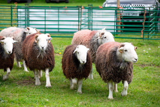 Newbiggin (Brampton) Farm Herdwick Sheep - Lakeland Photos - Art Prints Newbiggin (Brampton) Farm Herdwick Sheep