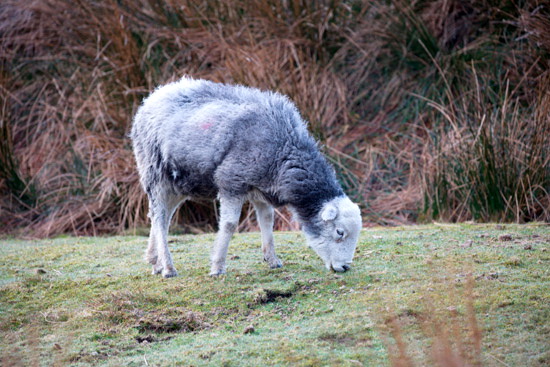 Storth Farm Lake district Sheep - Lakeland Photos - Art Prints Storth Farm Lake district Sheep