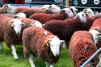 Herdwick, Herdy Sketches, Eamont Bridge, Herdies, Herdwick Sheep Sketch, Troutbeck Tongue, Herdwick Sheep, Lakeland Herdy Artworks, Cockermouth, Herdy Art, Herdwick, Herdwick Artwork, Rest Dodd, Seathwaite Fell, Tallentire, Great Crosthwaite, Great Musgrave, Lakeland Sheep, Whitehaven, Herdy Sheep Artist, Thornthwaite Crag, Great Ormside, Black Fell, Grayrigg Forest, Sale Fell, Sail, Watch Hill, Blackford, Mixed-Media Herdy Art, Harter Fell, Mardale,  Lake District, Cumbria.