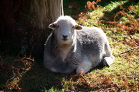 Distington, Herdwick Art, Herdwick Ewe, Herdwick Sheep Oil Painting, Herdwick Company, Newbiggin (Brampton), Temple Sowerby, Ard Crags, Herdies, Low Fell, Brigham, Great Dodd, Herdwick Drawings, Herdwick Sheep Oil Painting, Herdwick Sheep Prints, Herdwick Artwork, Grange (Keswick), Blencogo, Bonscale Pike, Crosthwaite, Kirkcambeck, Brown Pike, Barrow-In-Furness, Herdwick Sheep, Herdwick Sheep Sketch, Kidsty Pike, Mixed-Media Herdwick Art, Grey Friar,  Lake District, Cumbria.