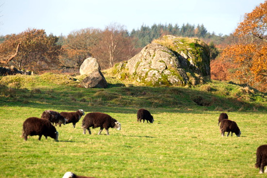 Sallows Herdwick Sheep