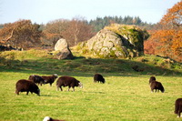 Asby (Workington), Herdwick Wall Art, Herdwick Sheep Acrylic Paintings, Grasmoor, Lakeside, Grey Crag, Lonscale Fell, Mixed-Media Herdy Art, Hard Knott, Herdwick Sheep Art, Herdy Sheep Artist, Herdwick Sheep Oil Painting, Saint Sunday Crag, Herdy Sketch, Culgaith, High Raise, Beda Fell, Whitbeck, Mellbreak, Cumwhitton, Carlisle, Shap, Biggar, Herdwick Sheep Oil Painting, Herdies, Kirkby Thore, Herdy Wall Art, Sergeant Man, Bridekirk, Herdwick Sheep Art Studio,  Lake District, Cumbria.
