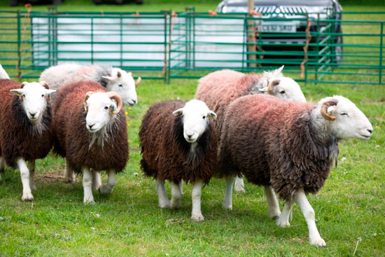 Aspatria Valley Herdwick
