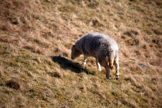 Illgill Head Farm Lakeland Sheep - Lakeland Photos - Art Prints Illgill Head Farm Lakeland Sheep