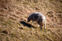 Garrigill, Pike of Blisco, Herdwick Sheep Prints, Carlisle, Herdwick Sheep, Ireby, Arnison Crag, Herdwick Sheep Art, Harrison Stickle, Herdwick Sheep Oil Pastels, Barbon, Herdwick Sheep Acrylic Paintings, Orthwaite, Great Sca Fell, Bouth, Sale Fell, Whiteside, Herdy Sheep Artist, Herdy Ewe, Rosthwaite (Keswick), Birks, Cotehill, Lakeland Herdy Artworks, Herdwick Sheep Oil Painting, Harter Fell, Eskdale, Hallin Fell, Mixed-Media Herdy Art, Ulpha, High Raise, Thunacar Knott, Abbeytown, Drybeck,  Lake District, Cumbria.