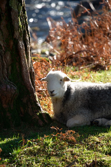 Endmoor Valley Herdwick - Lakeland Photos - Art Prints Endmoor Valley Herdwick