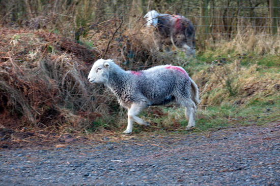 Sail Herdwick