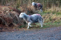 Herdwick Photo