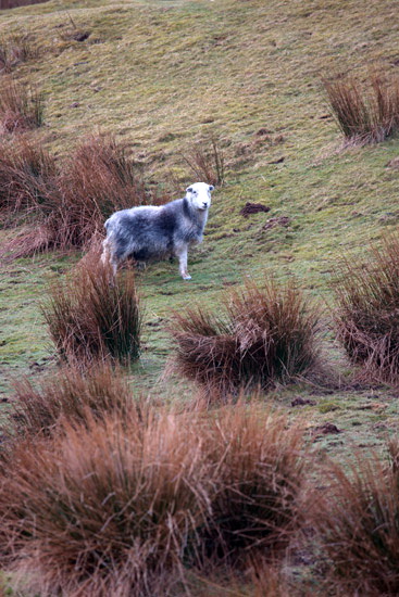 Colthouse Valley Herdwick - Lakeland Photos - Art Prints Colthouse Valley Herdwick