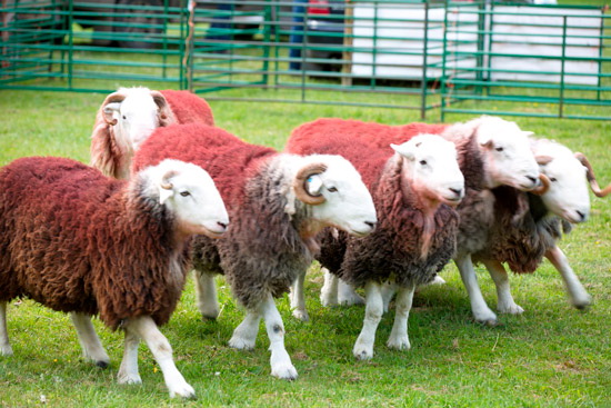Bouth Field Lakeland Sheep