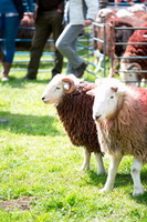 Hallin Fell, Hoff, Great Mell Fell, Herdwick, Troutbeck (Penrith), Harrison Stickle, Lakeland Sheep, Egremont, Ousby, Herdwick Sheep Acrylic Paintings, Bridekirk, Caw Fell, Brampton (Carlisle), Milburn, Brock Crags, Gilsland, Crosby (Maryport), Herdwick Wall Art, Cartmel Fell, Grayrigg Forest, Herdy, Great Gable, Haverthwaite, Herdy Art, Grasmere, Castle Crag, White Side, Bakestall, Herdwick Sheep Art Studio,  Lake District, Cumbria.