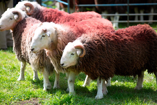 Sail Field Lake district Sheep - Lakeland Photos - Art Prints Sail Field Lake district Sheep
