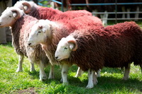 Herdwick Sheep Oil Painting, Causey Pike, Herdwick Sheep Art, Banks, The Nab, Herdwick Sheep Oil Pastels, Herdy Ewe, Kirkcambeck, Armathwaite, Braithwaite, Herdwick, Herdwick Sheep Sketch, Harrington, Whicham, Herdy Sheep Artist, Blackford, Waberthwaite, Gilsland, High Raise, Dean, Herdy, Great Dodd, Gray Crag, Latrigg, Middle Fell, Whiteless Pike, Herdwick Sheep, Dove Crag, Bannerdale Crags, Herdwick Wall Art, Dow Crag,  Lake District, Cumbria.