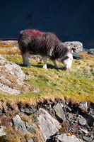 Watch Hill, Roosebeck, Herdy Art, Fleetwith Pike, Herdwick Sheep Art Studio, High Hartsop Dodd, Heversham, Silloth, Herdy Sheep Artist, Herdwick Sheep Sketch, Herdy Ewe, High Tove, Herdwick Sheep Oil Painting, Herdwick, Holme Fell, Haystacks, Harrington, Seat Sandal, Grey Knotts, Herdwick Sheep, Briery, Herdy Sketches, Starling Dodd, Bardsea, Watermillock, Farlam, Herdy, Latrigg, Catterlen, Crosby-on-Eden,  Lake District, Cumbria.