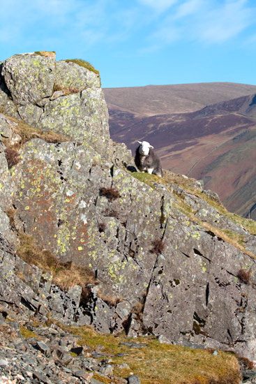 Coniston Lake district Sheep