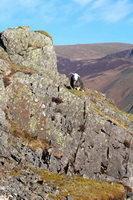 Skelton, Culgaith, Herdy Wall Art, Herdy Sheep Artist, Steeple, Lakeland Herdy Artworks, Great Corby, Herdy Sketch, Causey Pike, Roa Island, Hard Knott, Sergeant Man, Herdwick Sheep Oil Painting, Nateby, Binsey, Herdwick, Middleton, Herdies, Illgill Head, Kirkoswald, Waberthwaite, Pike of Stickle, Winton, Rampsgill Head, Wythburn, Herdwick Sheep, Loadpot Hill, Watch Hill,  Lake District, Cumbria.