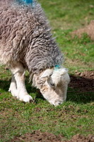 Brock Crags, Herdwick Sheep Acrylic Paintings, Herdwick Sheep, Green Crag, Herdy Wall Art, Anthorn, Brown Pike, Graystones, High Raise, Herdwick, Dent, Sail, Lakeside, Barf, Arkleby, Base Brown, Herdy Art, Lorton (High and Low), Herdwick Sheep Art Studio, Herdwick Sheep Sketch, High Rigg, Herdwick Wall Art, Herdwick Sheep Oil Pastels, Herdy Ewe, Yewbarrow, Westnewton, Armathwaite, Hallin Fell, Long Side, Mixed-Media Herdy Art, Eskdale Green, Bothel, Near Sawrey, Dendron,  Lake District, Cumbria.