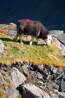 Embleton, Winton, Cockermouth, Eaglesfield, Kentmere Pike, Dodd, Graystones, Herdwick Sheep Oil Painting, Herdwick Drawings, Hawkshead, Herdies, Ill Bell, Illgill Head, Calthwaite, Rosthwaite Fell, Wythburn, Herdy Sketch, Herdy Art, Burnbank Fell, Herdwick Sheep Prints, Herdwick, High Tove, Greysouthen, Lakeland Herdy Artworks, Herdwick Wall Art, Herdwick Sheep Sketch, Herdwick, Brigflatts,  Lake District, Cumbria.