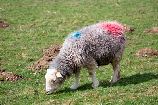 Armathwaite Farm Herdwick - Lakeland Photos - Art Prints Armathwaite Farm Herdwick