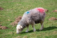 Bigrigg, Bassenthwaite, Selside Pike, Herdwick Sheep Sketch, Routenbeck, Herdy Sketches, Herdy Art, Durdar, Lakeland Herdy Artworks, Herdy Ewe, Herdwick Drawings, Herdwick Sheep, Helvellyn, Beda Fell, Herdy Sheep Artist, Place Fell, Allen Crags, High Street, Herdwick Sheep Oil Painting, Lakeland Sheep, Dacre, Low Fell, Fleetwith Pike, Colthouse, Silloth, Herdwick Sheep Oil Pastels, Herdy Wall Art, Rest Dodd, Crinkle Crags, Anthorn,  Lake District, Cumbria.