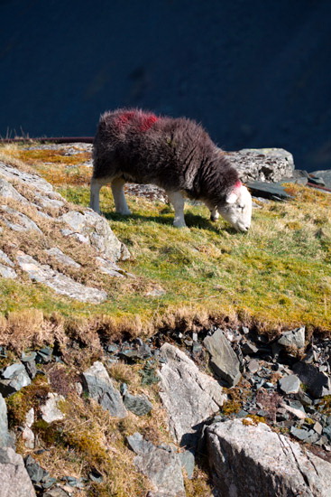 Nether Wasdale Valley Herdwick Sheep