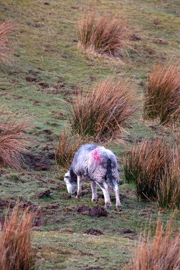 Swirl How Valley Herdwick - Lakeland Photos - Art Prints Swirl How Valley Herdwick