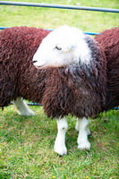 Biggar, Armboth Fell, Place Fell, High Hesket, Seathwaite (Borrowdale), Ponsonby, Dove Crag, Nenthead, Herdwick Drawings, Herdwick, Lakeland Herdy Artworks, Newton Arlosh, Skiddaw, Herdwick Sheep Prints, Herdwick Sheep Oil Painting, Herdy Sketch, Herdwick Wall Art, Hartsop Dodd, Herdwick Sheep Sketch, Lakeland Sheep, Blea Rigg, Great Cockup, Harrington, Lorton (High and Low), Warwick Bridge, Herdwick Sheep Art, Ling Fell, Lindale, Ravenglass, Gleaston, Pike of Stickle,  Lake District, Cumbria.