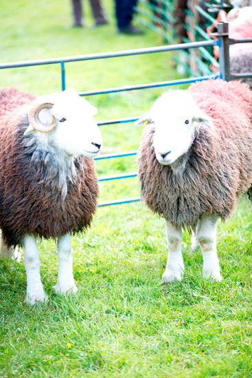 Holker Valley Herdwick