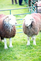 Herdwick Sheep, Hallin Fell, Whinlatter, Herdwick Sheep Art, Gilcrux, Herdy Sheep Artist, Drumburgh, Helvellyn, Herdies, Herdwick, Graystones, Mungrisdale Common, Broughton Beck, Wigton, Thornthwaite, Herdwick Sheep Acrylic Paintings, Herdwick Sheep Oil Pastels, Herdwick Sheep Art Studio, Cumdivock, Haycock, Red Pike (Wasdale), Mungrisdale, Caw Fell, Fellbarrow, Lowick, Herdy Art, Warcop, Brown Pike, Castle Carrock, Herdy, Heversham, Herdwick Artwork, Herdwick Sheep Oil Painting,  Lake District, Cumbria.