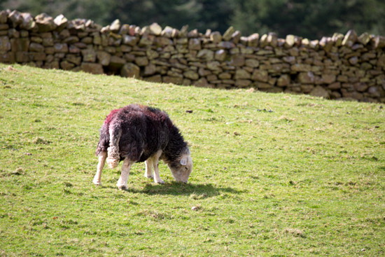 Saint Sunday Crag Herdwick Sheep - Lakeland Photos - Art Prints Saint Sunday Crag Herdwick Sheep
