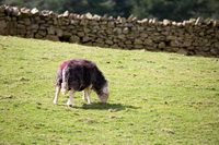 Grike, Buckbarrow, Herdwick Sheep Oil Pastels, High Bankhill, Herdwick Sheep Sketch, Hincaster, Threlkeld, Herdwick Sheep Acrylic Painting, Lakeland Sheep, Black Combe, Arkleby, Urswick Great and Little, Rosthwaite (Keswick), Mixed-Media Herdwick Art, Grange-Over-Sands, Dollywaggon Pike, Alston, Long Side, Pillar, Base Brown, Herdwick, Herdwick Sheep Oil Painting, Cold Pike, Wythburn, Herdwick Art, Grasmere,  Lake District, Cumbria.