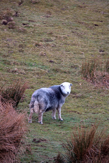 Lindale Field Lake district Sheep