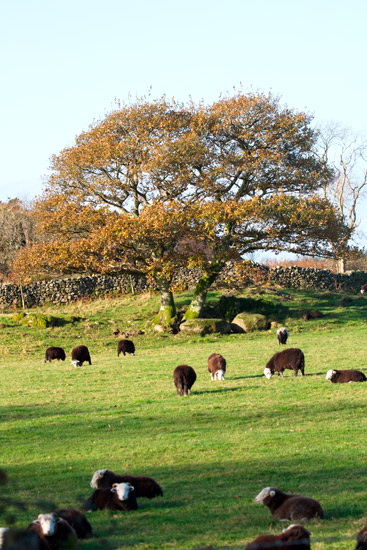 Storth Field Lakeland Sheep