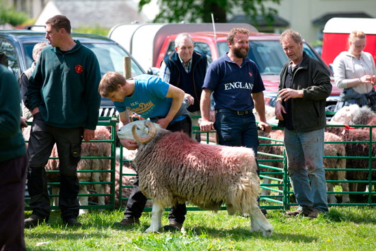 Rampside Farm Herdwick Sheep - Lakeland Photos - Art Prints Rampside Farm Herdwick Sheep