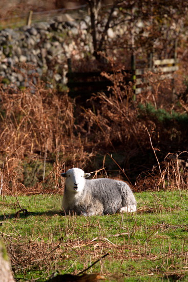 Hartsop Dodd Field Lake district Sheep