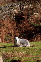 Dalton-in-Furness, Sheffield Pike, Herdwick Sheep Art Studio, Herdwick Sheep Oil Painting, Herdwick Sheep Oil Pastels, Little Hart Crag, High Hesket, Herdwick Sheep, Swarthmoor, Herdy Wall Art, Holme St. Cuthbert, Firbank Fell, Hilton, Lonscale Fell, Orthwaite, Beda Fell, Low Wood, Lupton, Keswick, Herdy Sketches, Grey Knotts, Meal Bank, Herdwick Sheep Acrylic Paintings, Bassenthwaite, Bonscale Pike, Herdy Sketch,  Lake District, Cumbria.