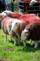 Loft Crag, Hale, Lakeland Sheep, Ousby, Pike of Blisco, Swarthmoor, Sandwith, Meal Fell, Herdwick Art, Herdwick Sheep Oil Painting, Herdwick Ewe, Herdwick Sheep, Herdwick Drawings, Whitfell, Grasmere, Herdwick, High Newton, Dacre, Wreay (Carlisle), Brough, Latrigg, The Nab, Mardale Ill Bell, Herdwick Sketch, Mixed-Media Herdwick Art, Herdwick Sheep Prints, Ling Fell,  Lake District, Cumbria.