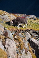 Herdwick Sheep Prints, High Raise, Lakeland Sheep, Herdwick Sketch, Ard Crags, Rannerdale Knotts, Herdwick Sheep Acrylic Painting, Great Mell Fell, Herdwick Sheep Art, Stanah, Bigrigg, Hallbankgate, Robinson, Herdwick, Raise, Herdwick Sketches, Nethermost Pike, Sale Fell, Bakestall, Herdwick Sheep Oil Painting, Bonscale Pike, Kentmere, Castle Carrock, New Hutton, Moresby, Finsthwaite, Herdwick Sheep Oil Pastels, Rampsgill Head, Crosscanonby, Little Strickland, Hayton (Aspatria), Herdwick Sheep Sketch, Martindale,  Lake District, Cumbria.