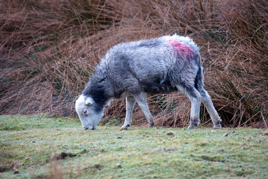 High Rigg Lakeland Sheep