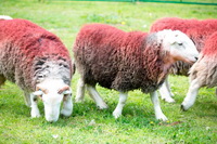 Frizington, Scoat Fell, Herdwick Sheep Acrylic Paintings, Herdy Sheep Artist, Killington, Hutton Roof (Kirkby Lonsdale), Hilton, Greysouthen, High Pike (Scandale), Hesket Newmarket, Broughton Moor, Allonby, Coniston, Bootle, Herdies, Herdwick Sheep, Herdy, Monkhill, Herdy Wall Art, Hart Side, Dale Head, Brock Crags, Lakeland Sheep, Wetherlam, Beckermet, Eagle Crag, Shipman Knotts,  Lake District, Cumbria.